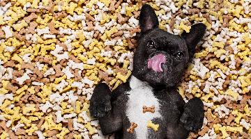 thumbnail of Keep Your Dog Healthy and Happy With the Right Food